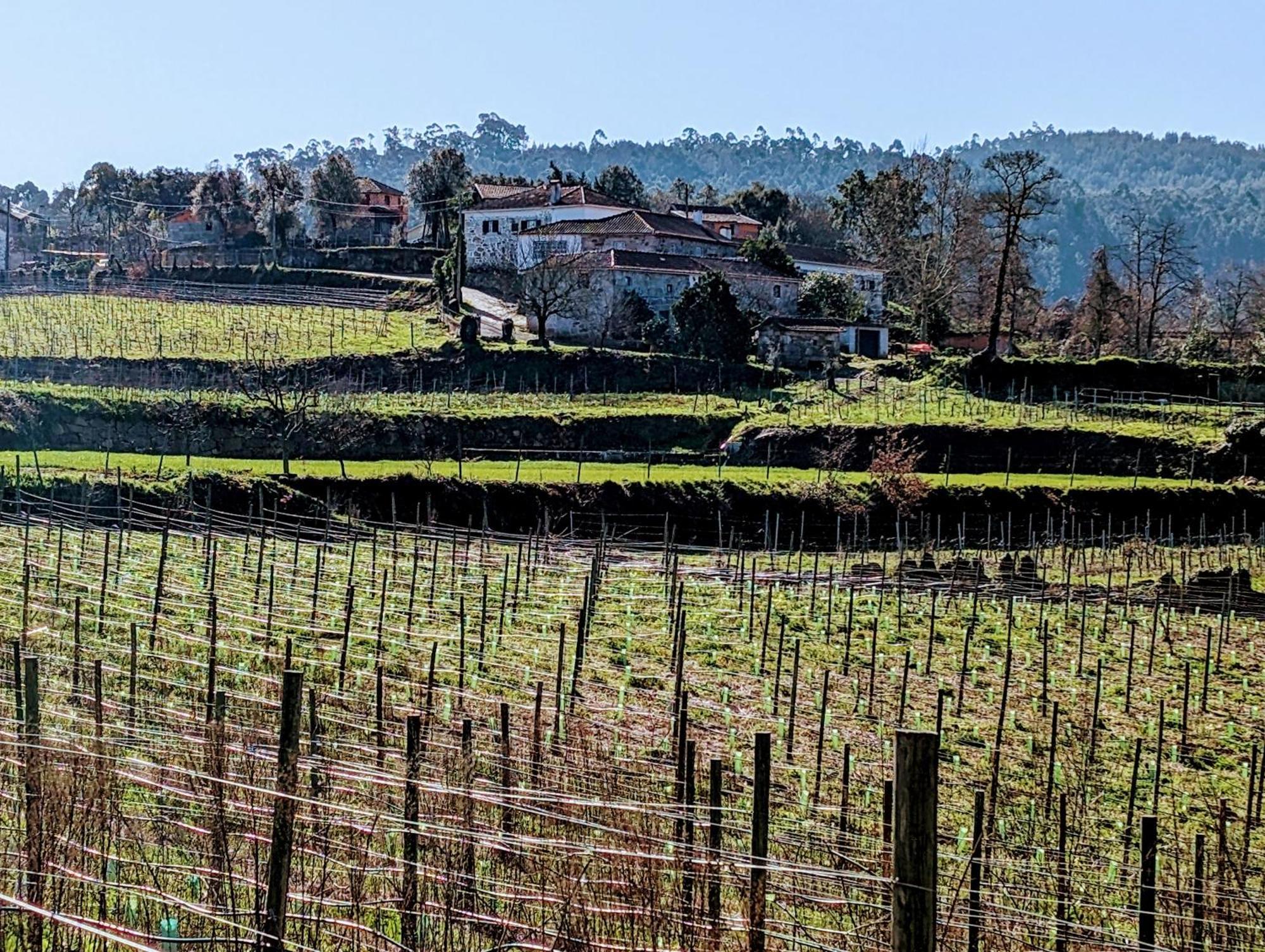 Quinta Da Lage Agroturismo E Enoturismo Селорику-ди-Башту Экстерьер фото